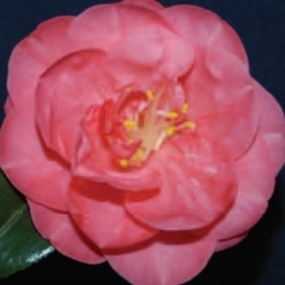 Magnolia Pixie